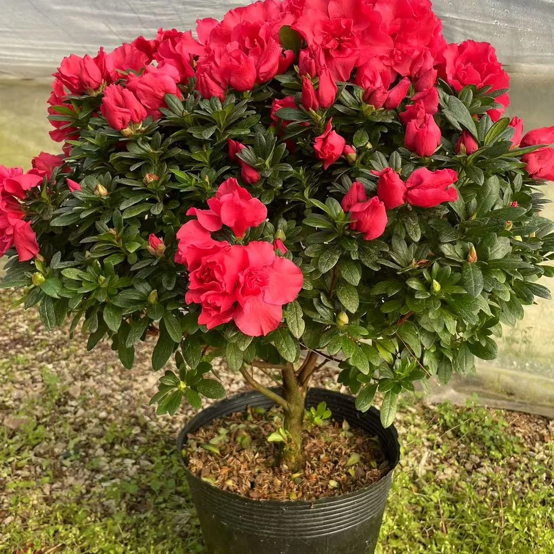 带花苞发货红宝石老桩杜鹃花四季开花室内外耐寒好养懒人