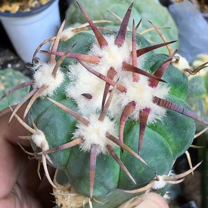 无花朵福利苗接花王435