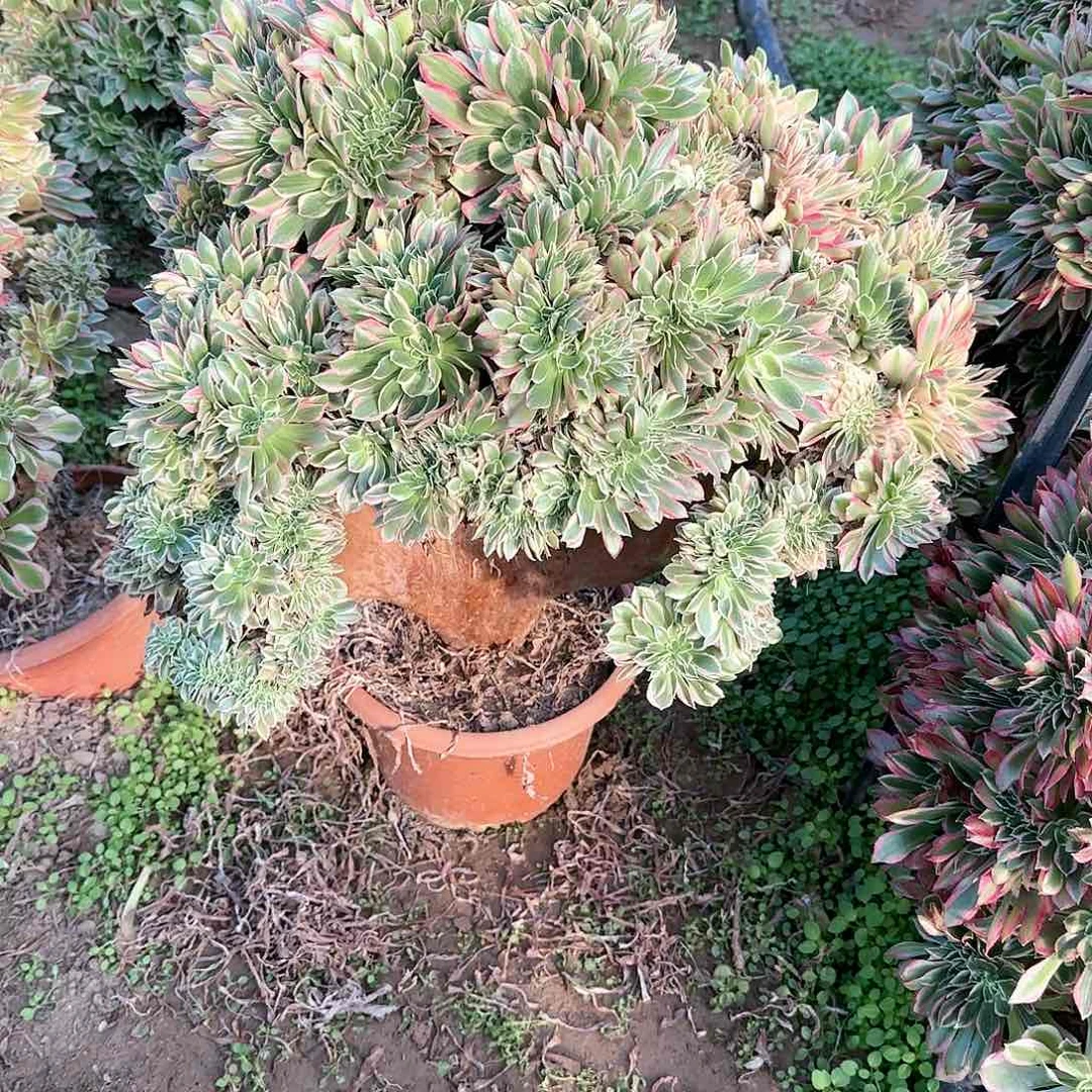 行*缀话脱土发货缀话