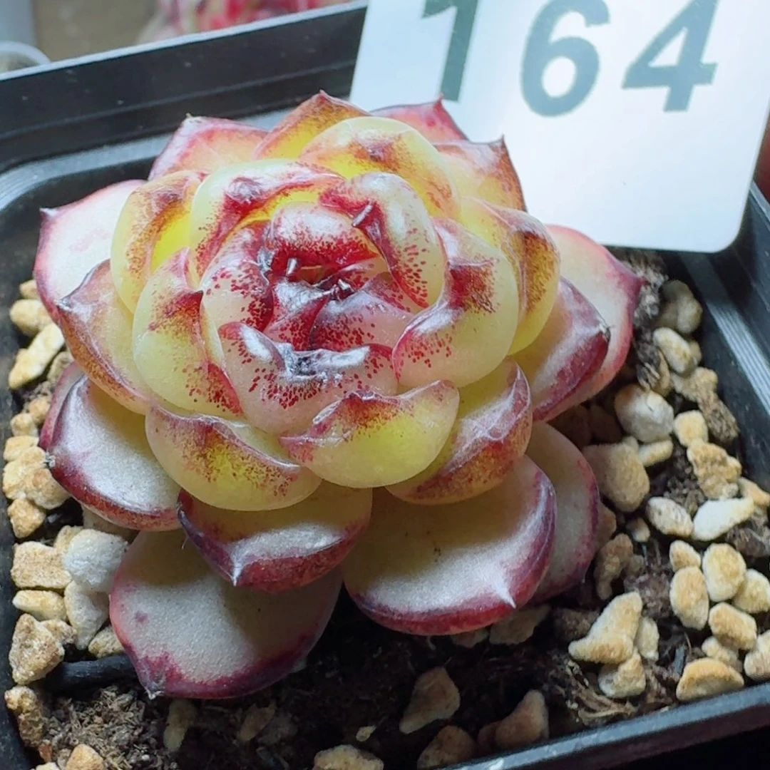 幽灵公主      愿你一路坦途，乘风破浪展宏图