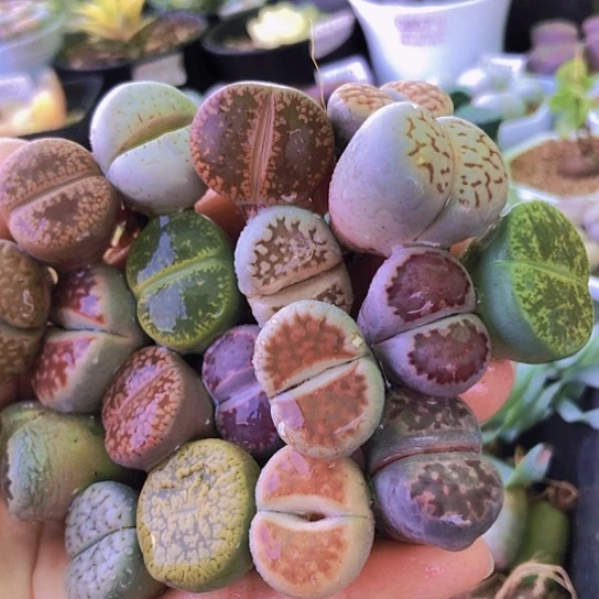 无花朵1257，2-2.5厘米特价19颗