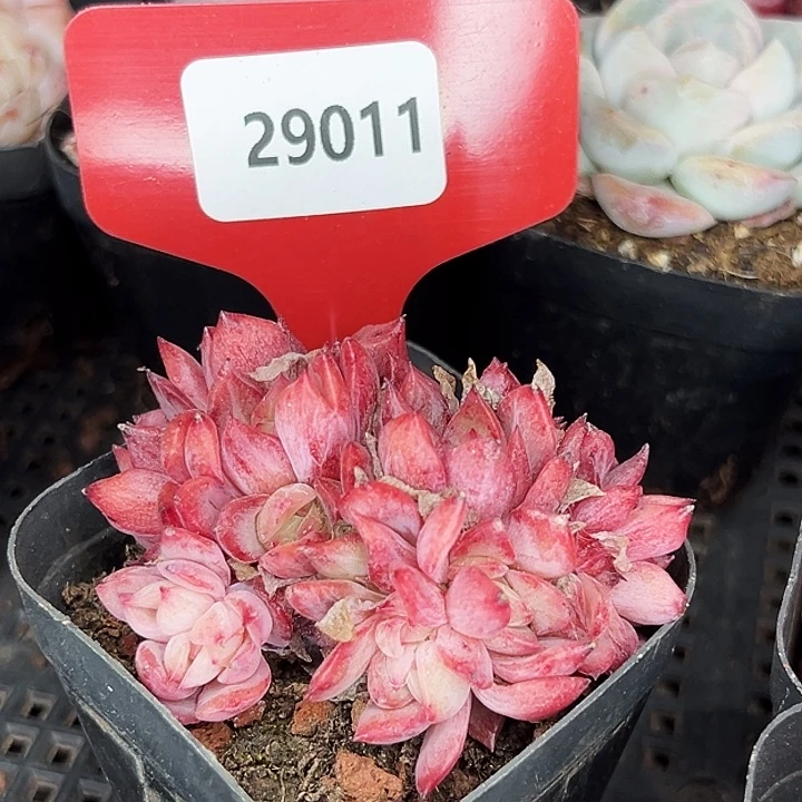 糖心。    29011号。