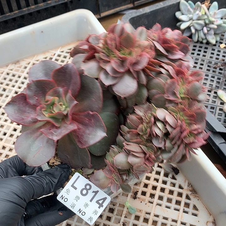 蒙娜丽莎缀化 多肉植物 9.28号发