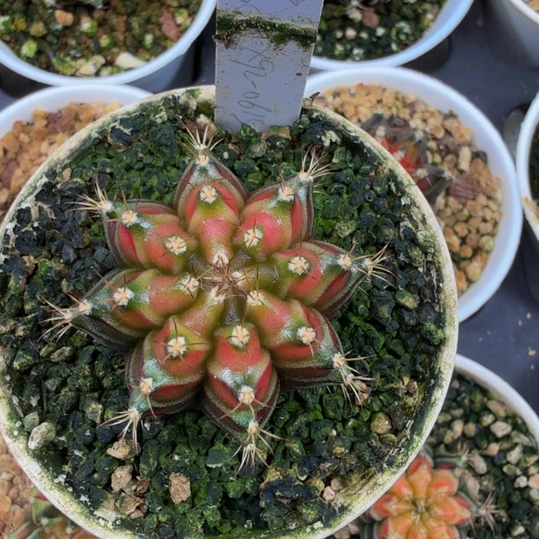 寂***蕩当前无花朵，栽培后可花朵