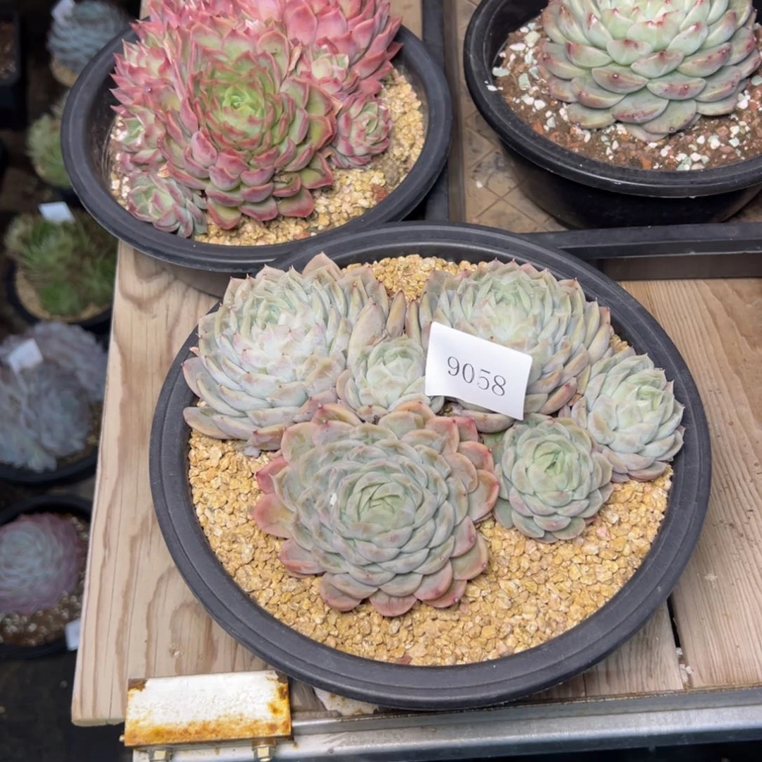 S****g9058肉多哦多多哟