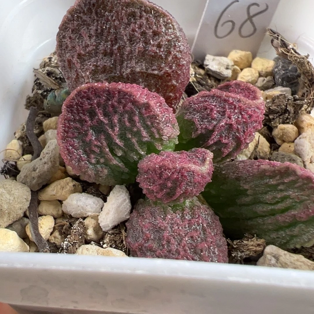 实生新品大苗多肉植物水泡多肉植物