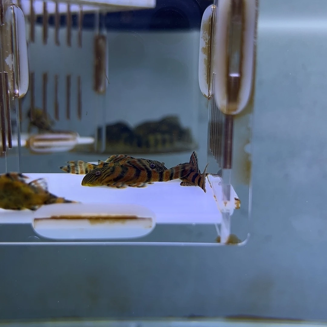 清道夫397一组4条