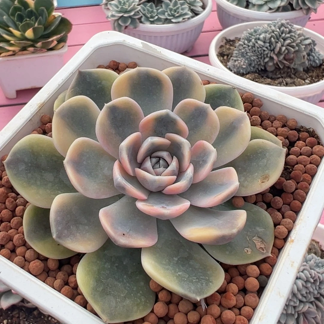 汉堡锦，覆轮锦多肉植物