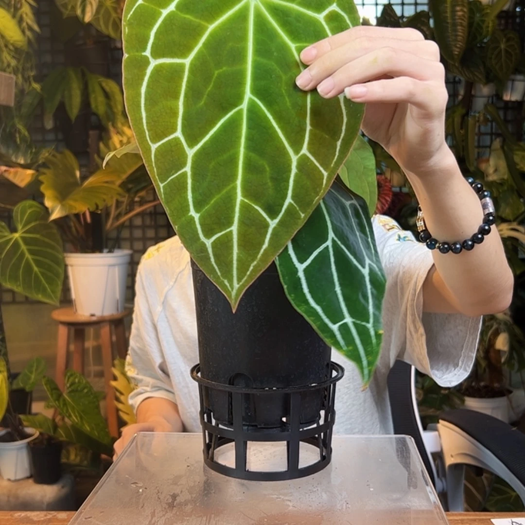 S***s完全开放一物一拍S88