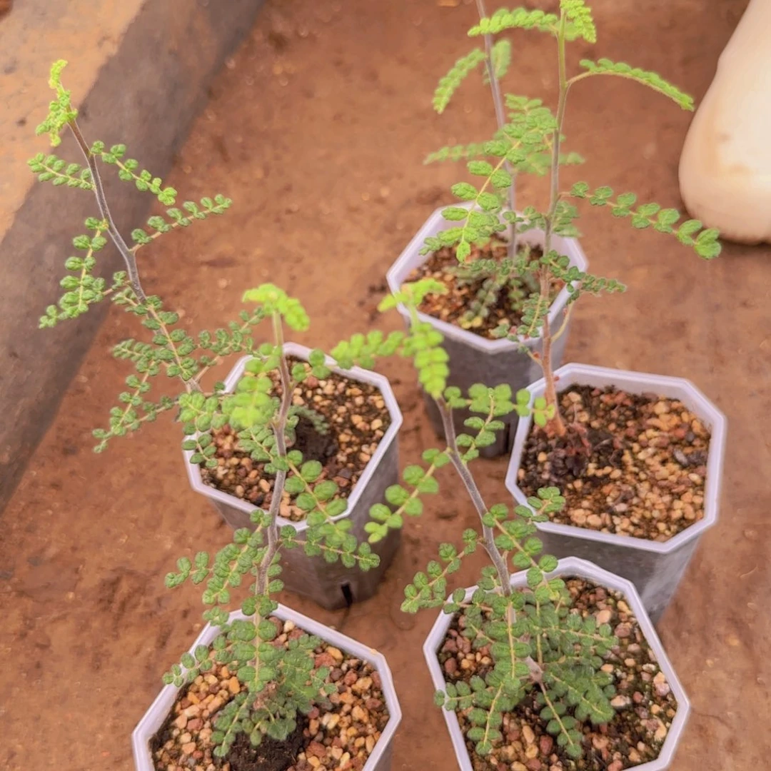 块根植物块根植物