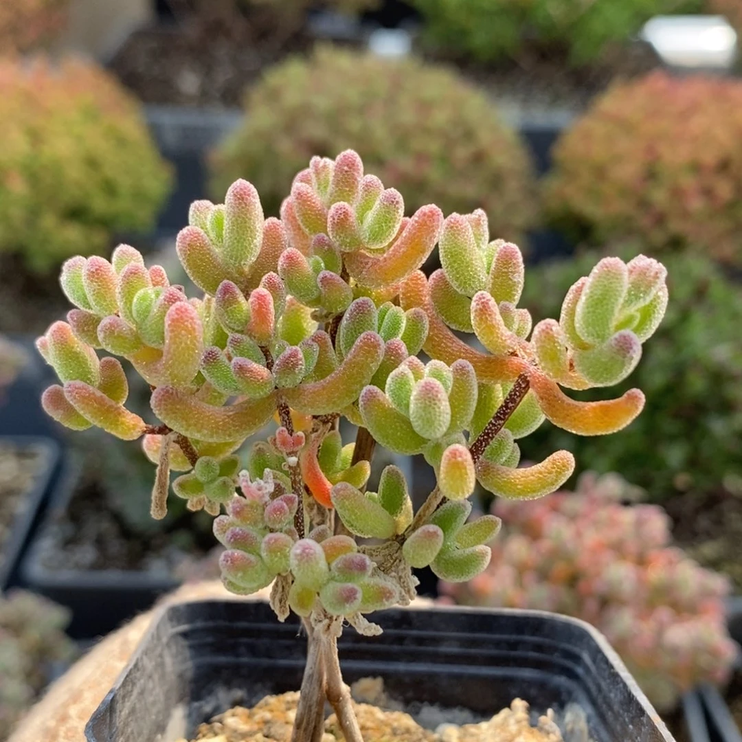 冰红杂6128枝干番杏