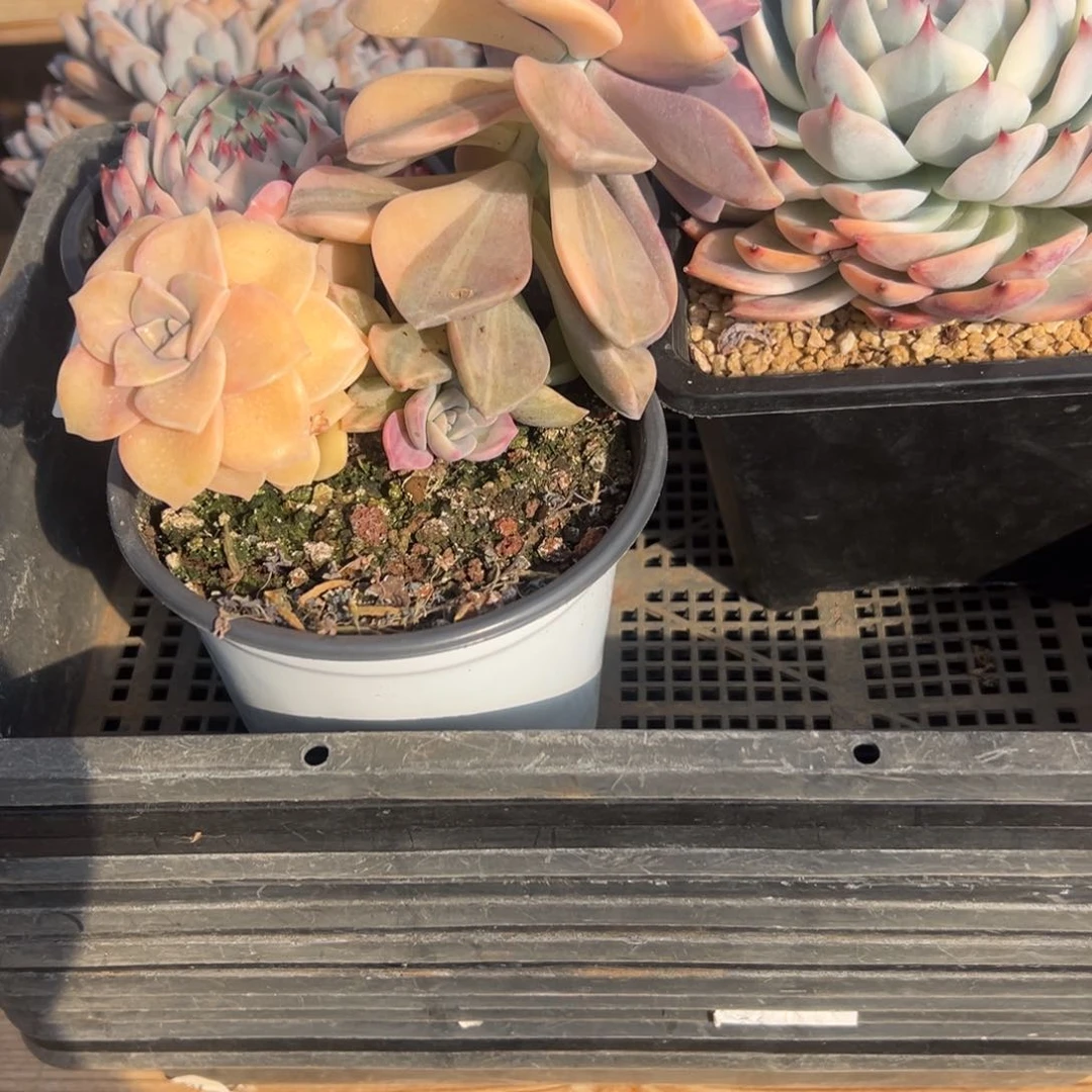 用****0淘多肉吉娃娃锦一个