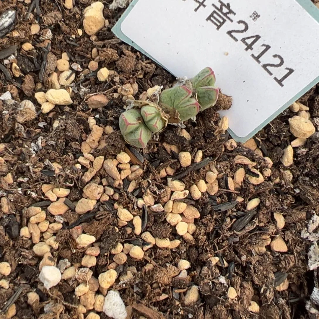 24-121肉锥多肉植物，