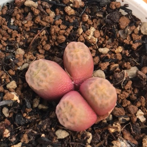 多肉肉锥 4头方烧