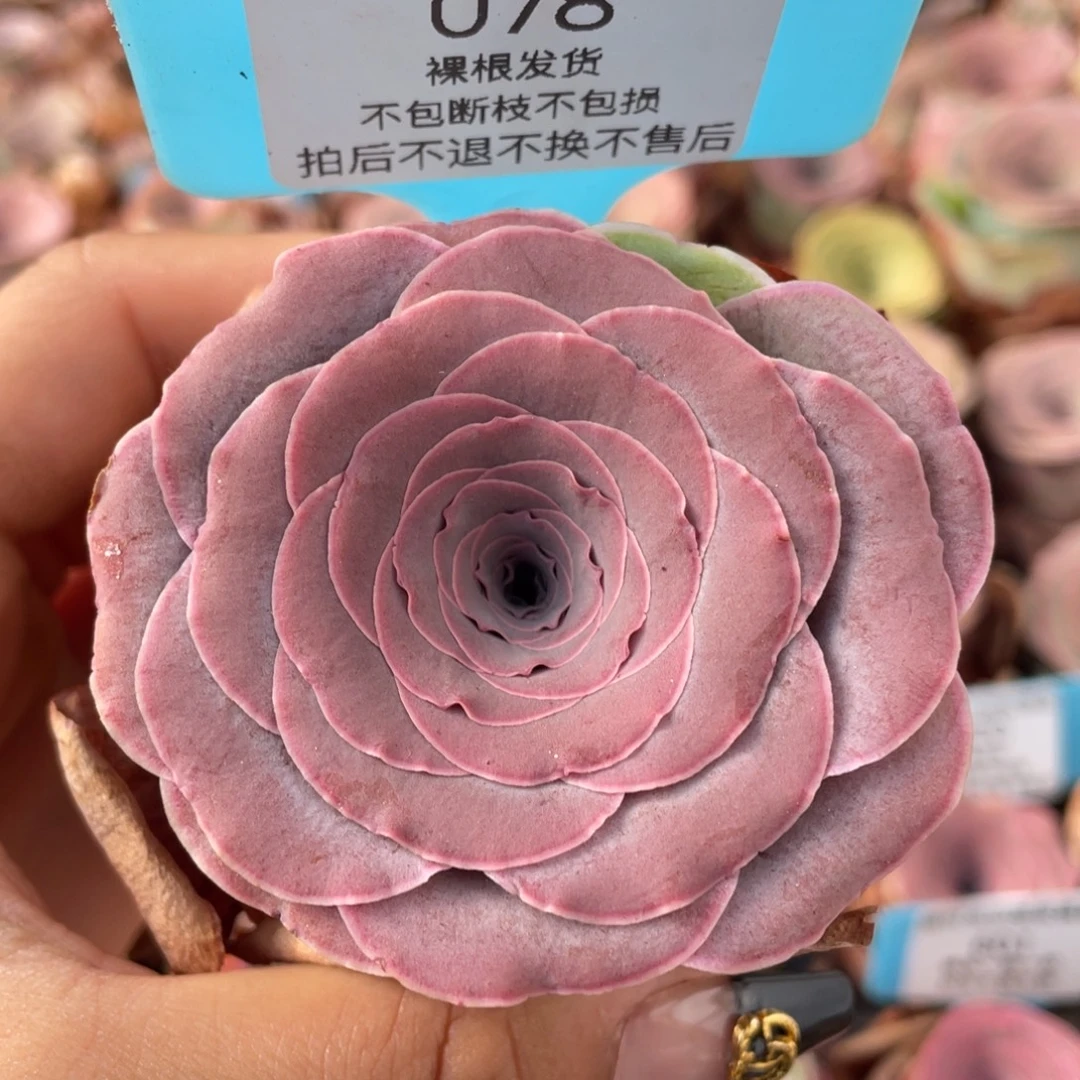 山地玫瑰078裸根发货不售后