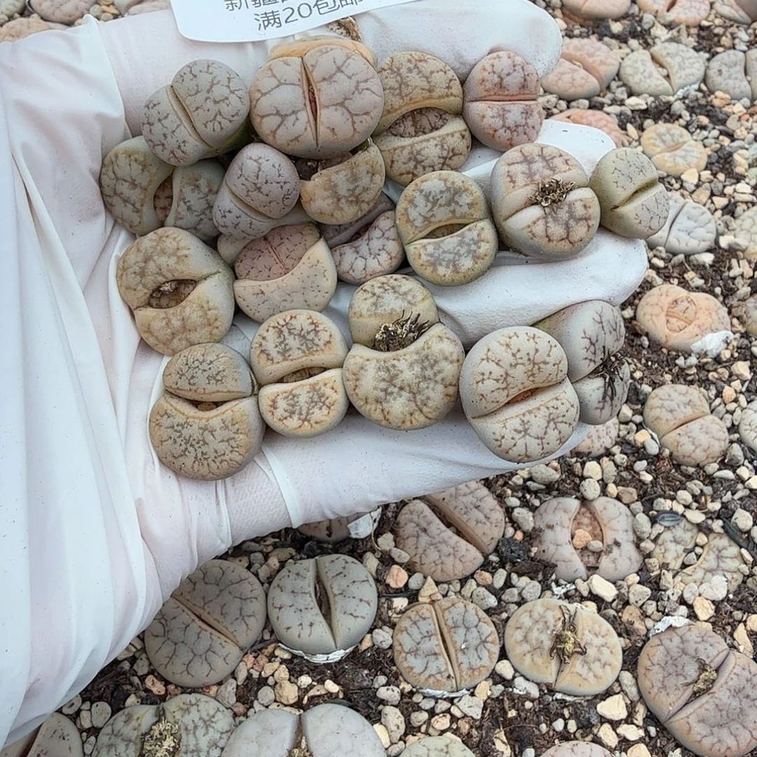 这个我都想了啊334哈哈