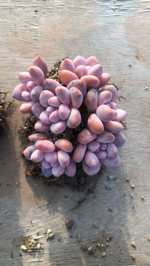 米专拍香水多肉带土