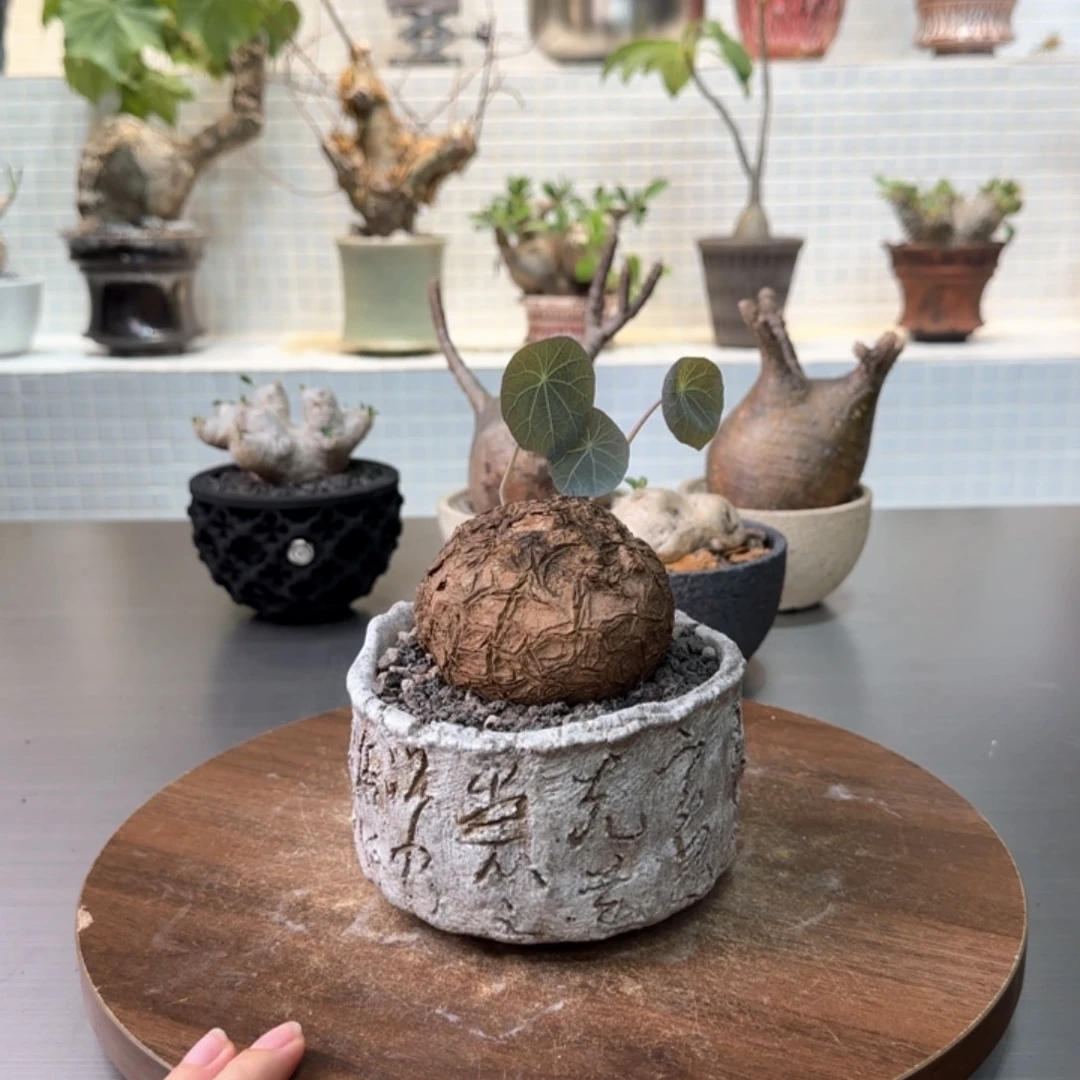 超圆一叶龟一物一拍