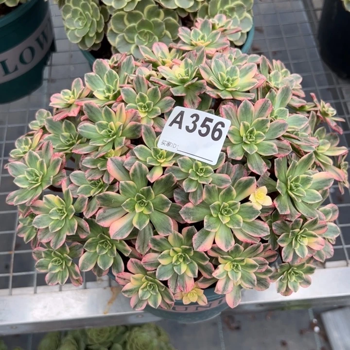 356甜茶22厘米左右