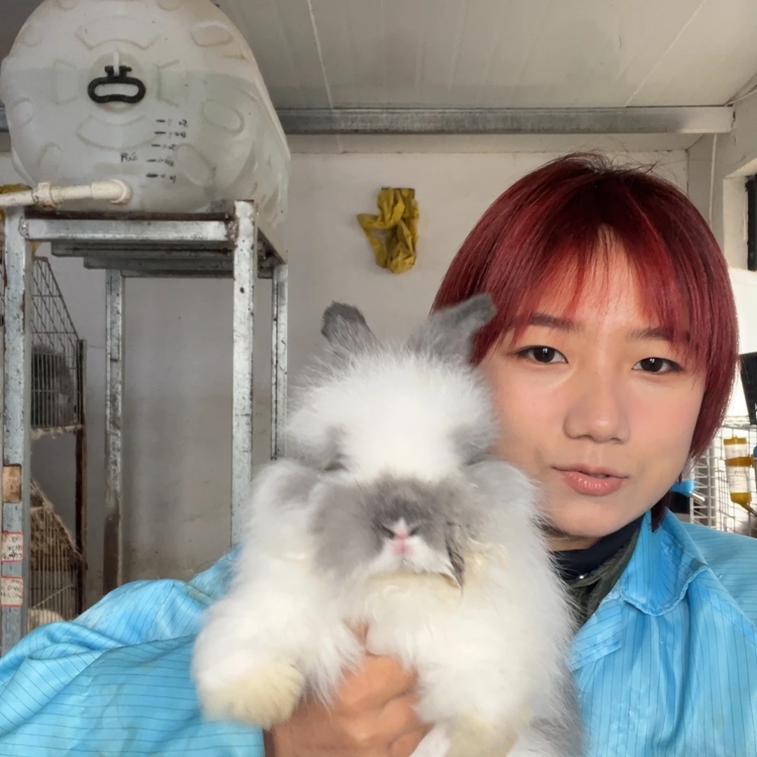 双血统英系安哥拉兔