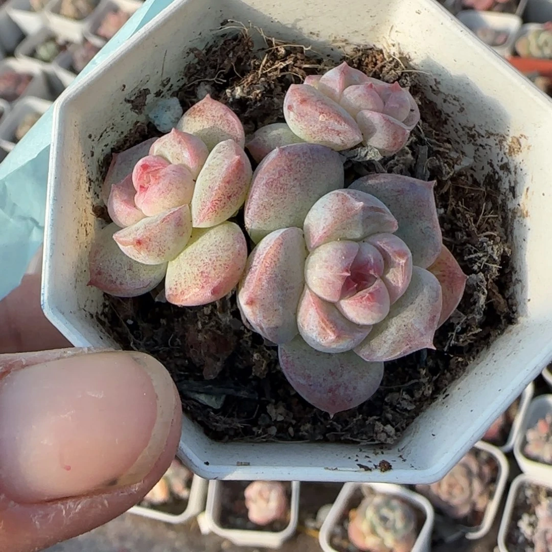小卡拉米糖心一物一拍