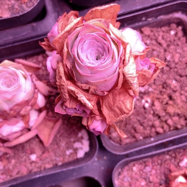 6722山地玫瑰花群