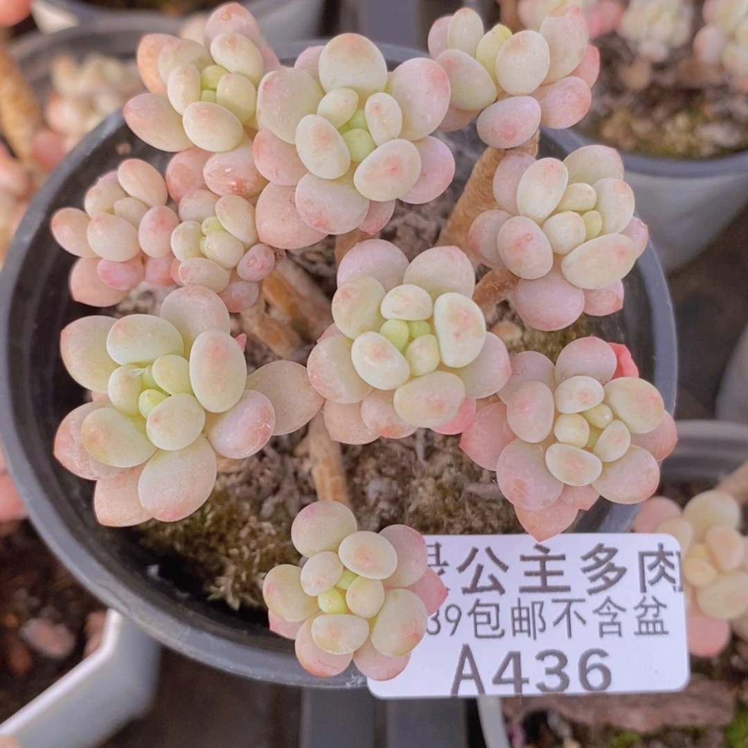 鱼子酱老桩8cm436多肉植物