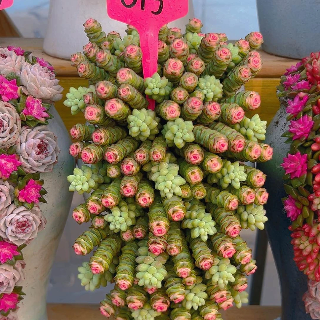 013钱朵朵多肉组合