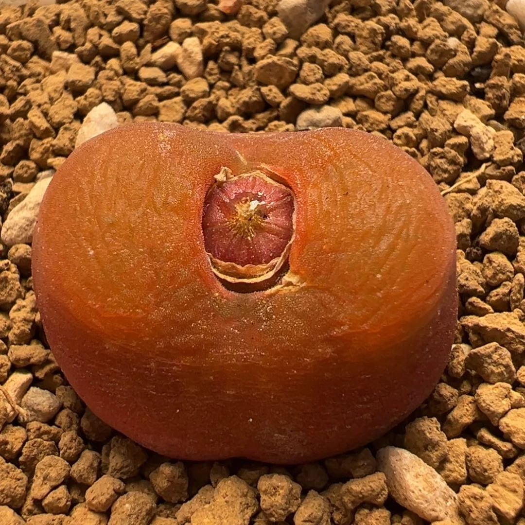 43多肉植物百科水蜜桃1430.5