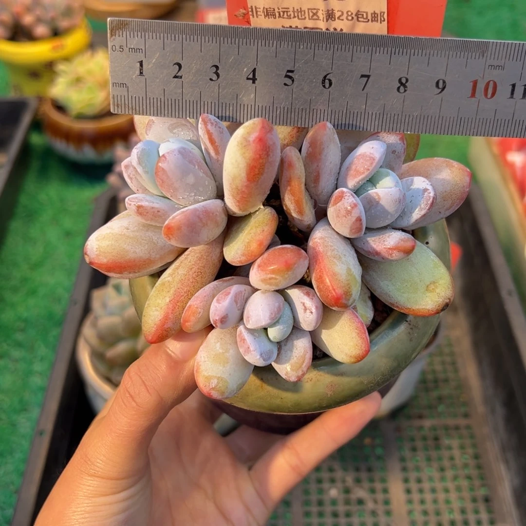 表妹精品多肉2049.