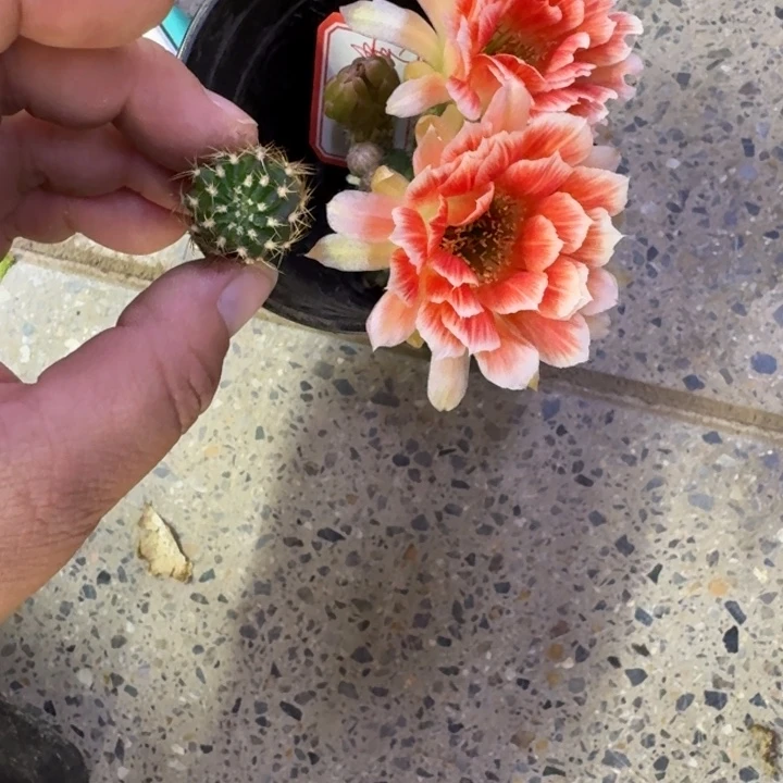 201丽花貂蝉歪无根侧牙3公分左右,20包邮