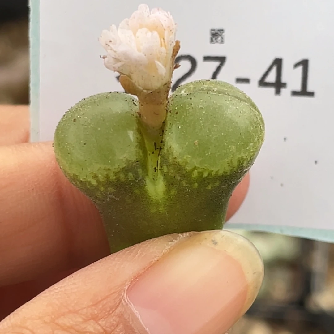 27-41风铃多肉植物