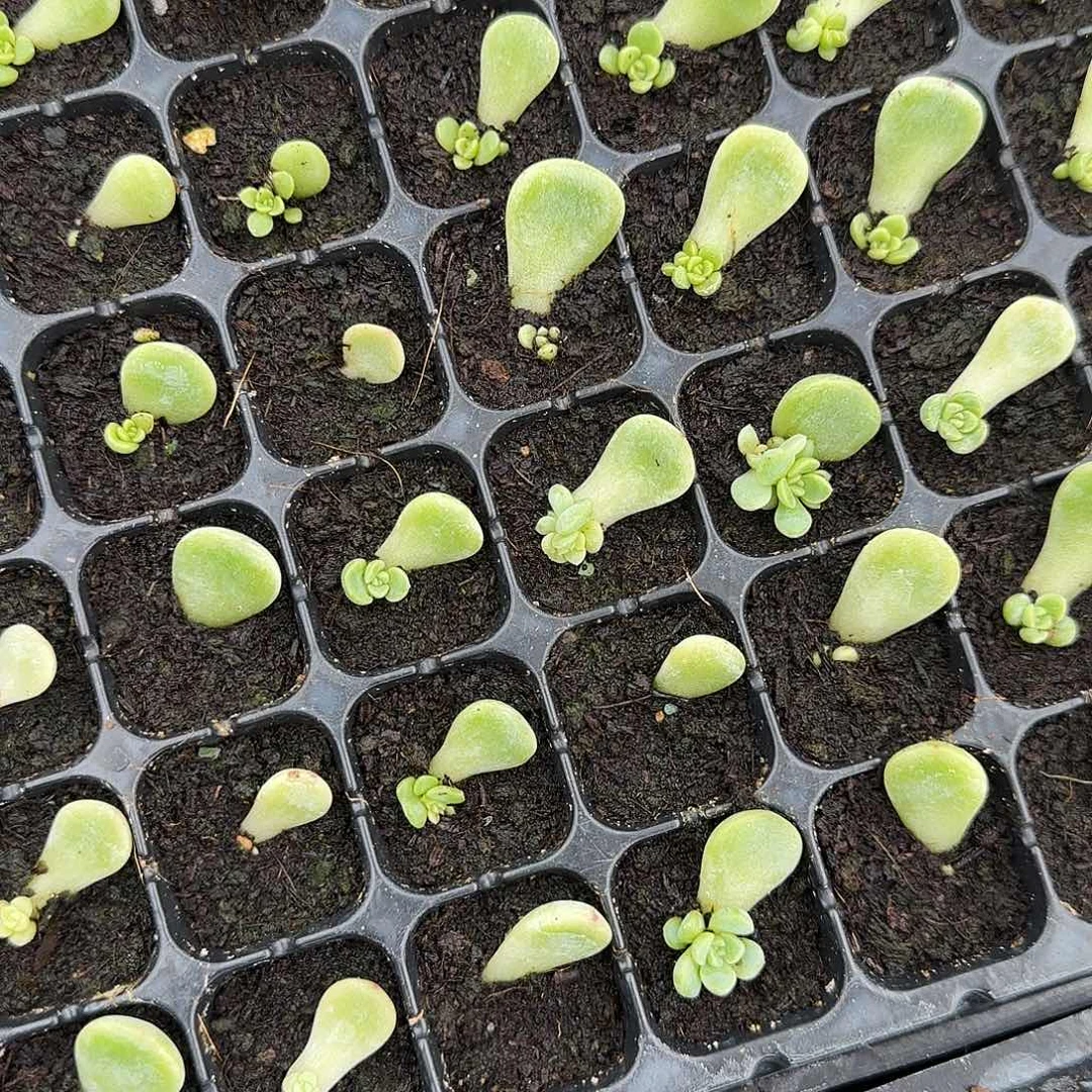 童话芝麻一个满25包邮