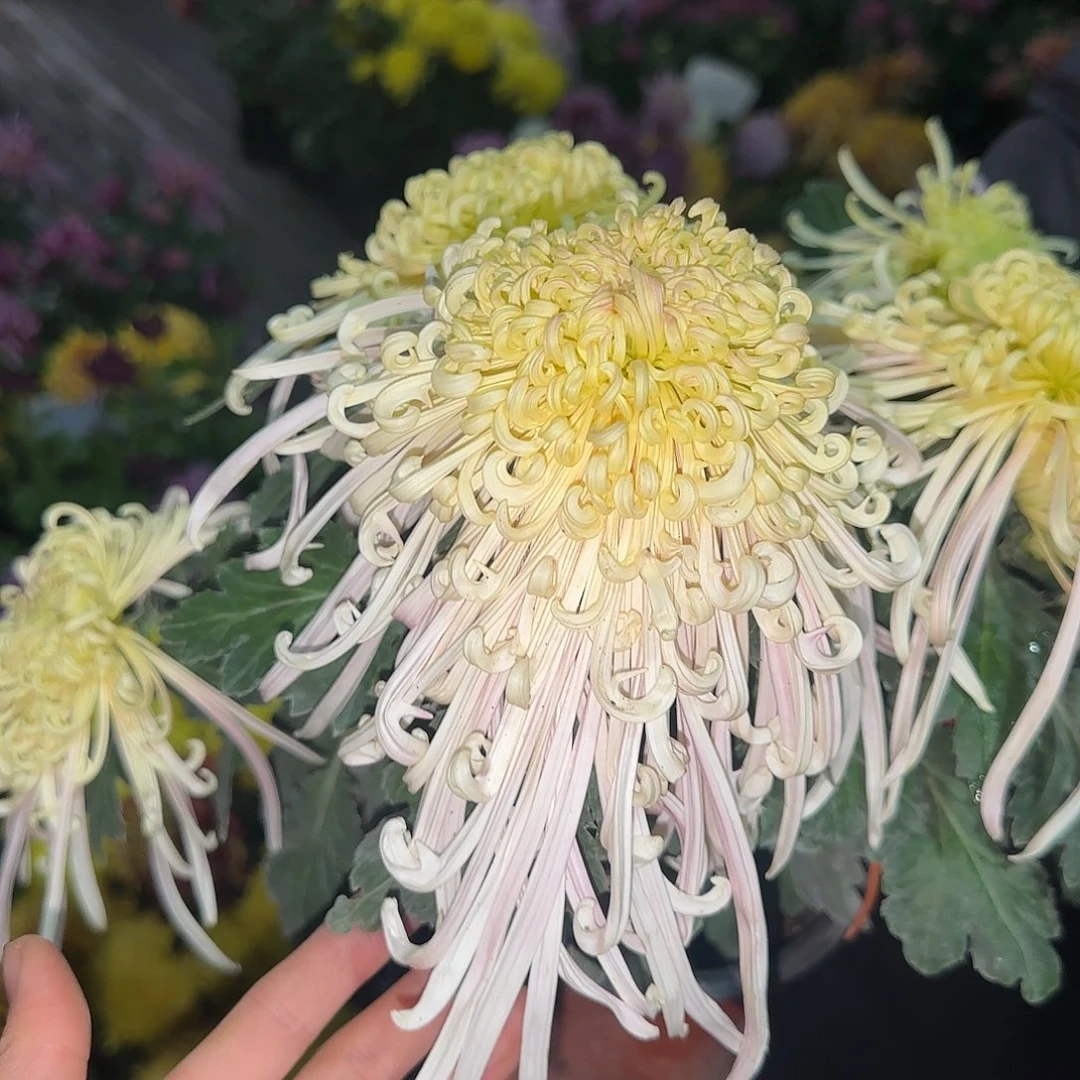 全部花朵B7777777夫人同款