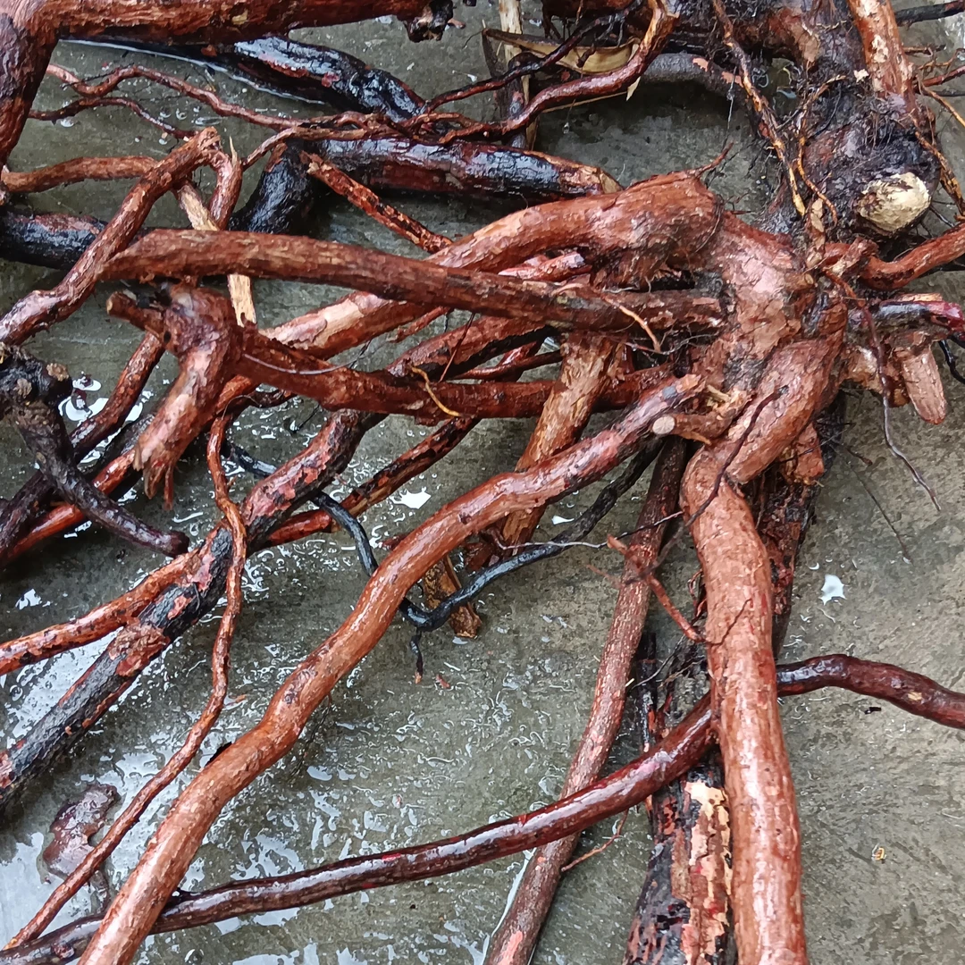 深山野生金樱子根可泡酒煲汤煮水