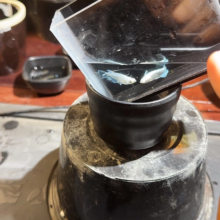 青鳉鱼111号拍品玛丽亚种鱼
