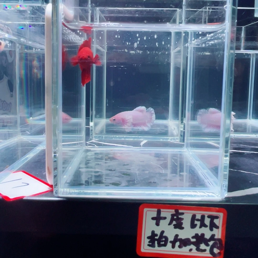 斗鱼印尼斗鱼,记得拍加热包023