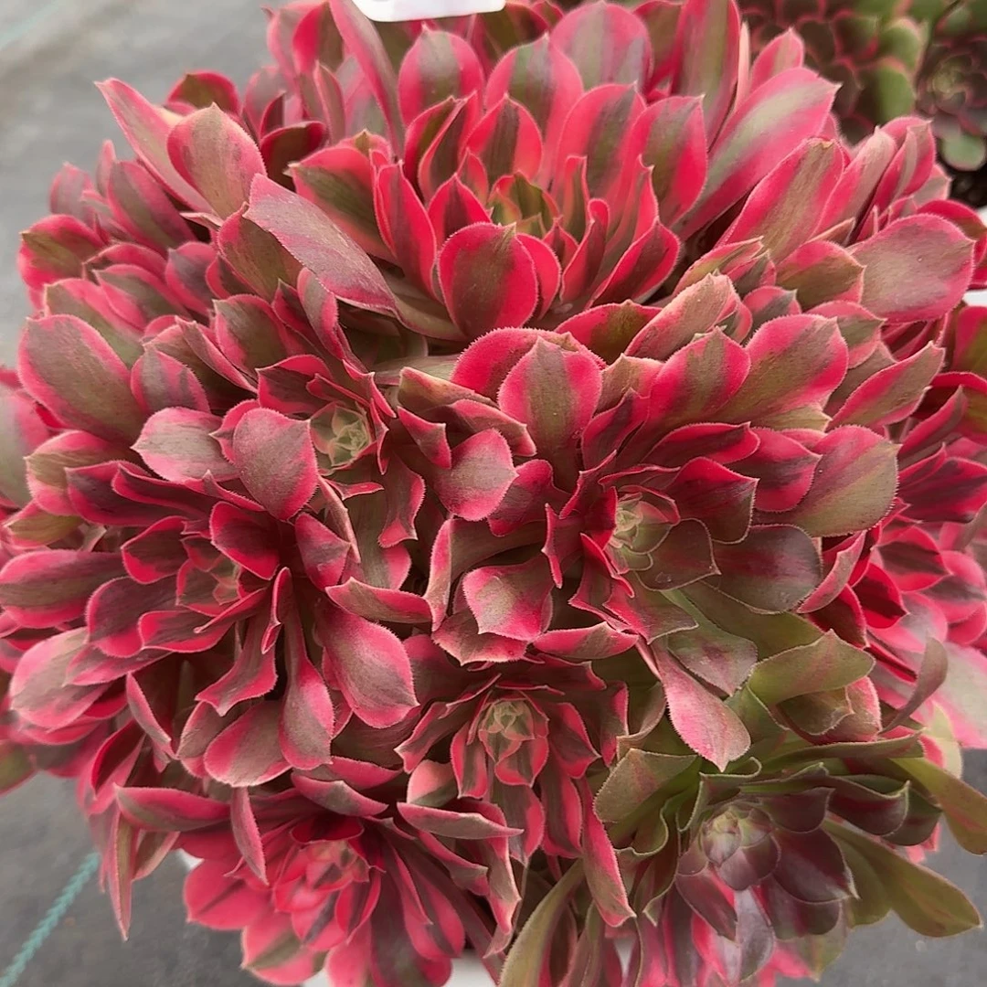 女妖000000000000387