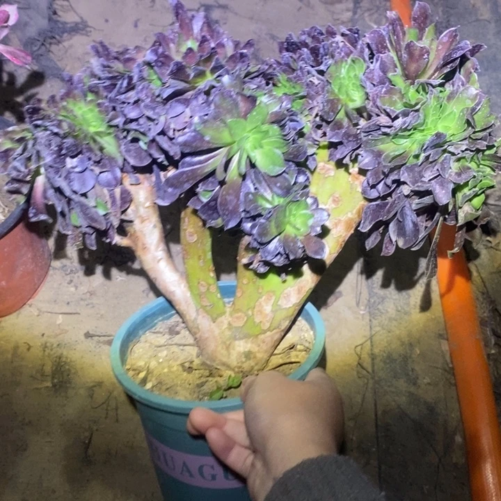 欧紫缀29多肉法师法师法师