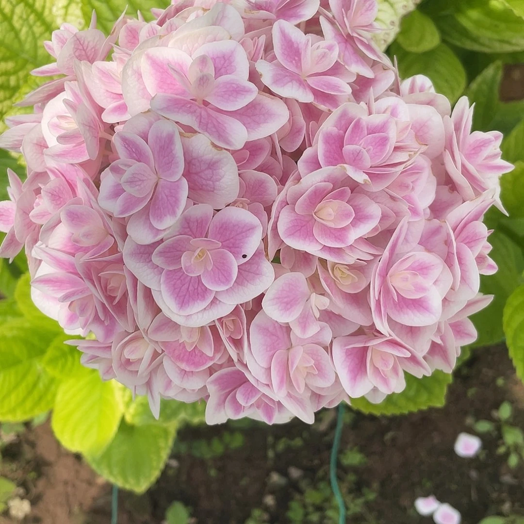 绣球切花一物一拍3支包邮，66