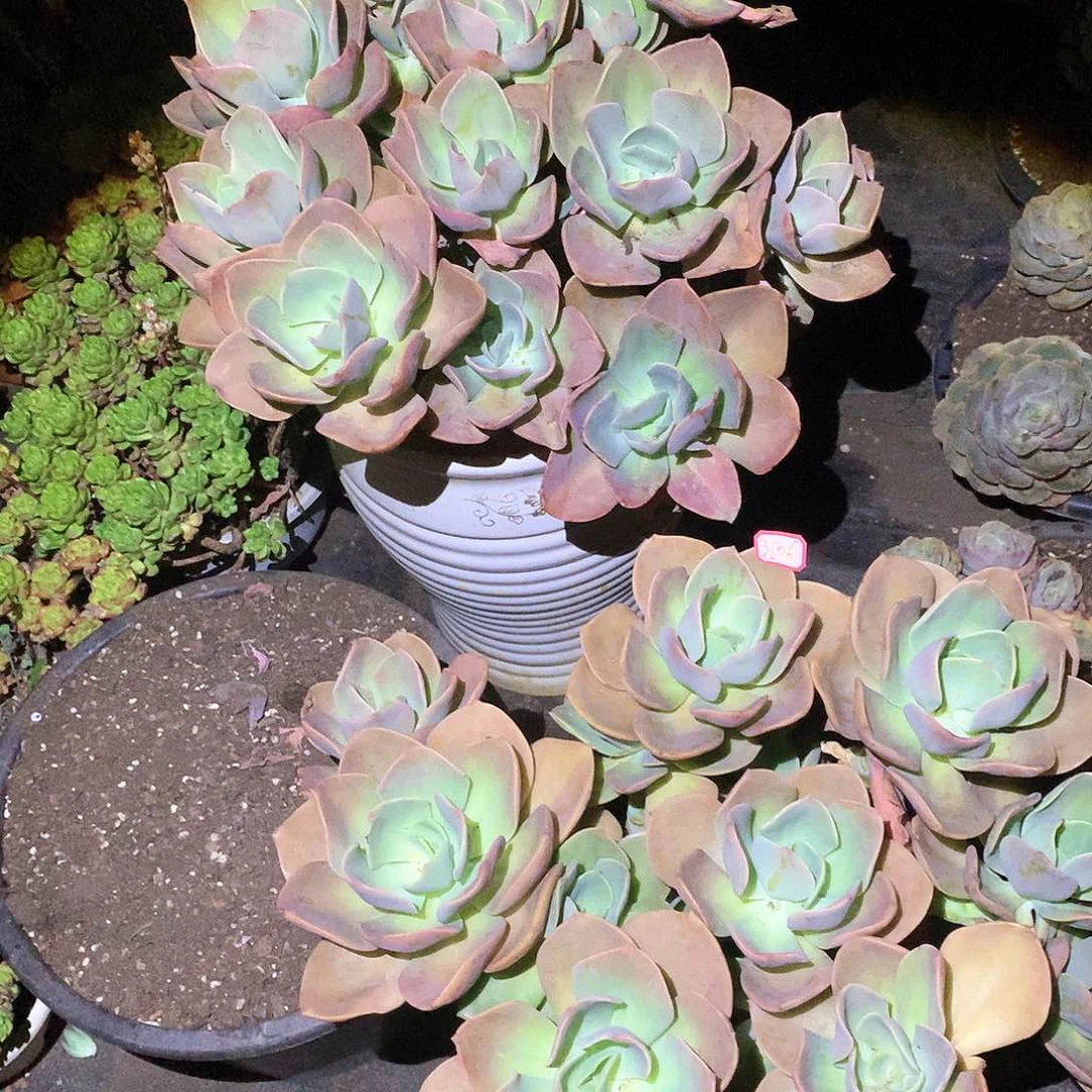 四****）贺氏2颗3098.3106晓晓一物一拍