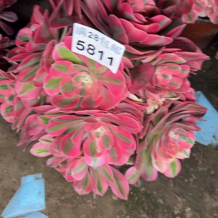 5811女巫多肉植物