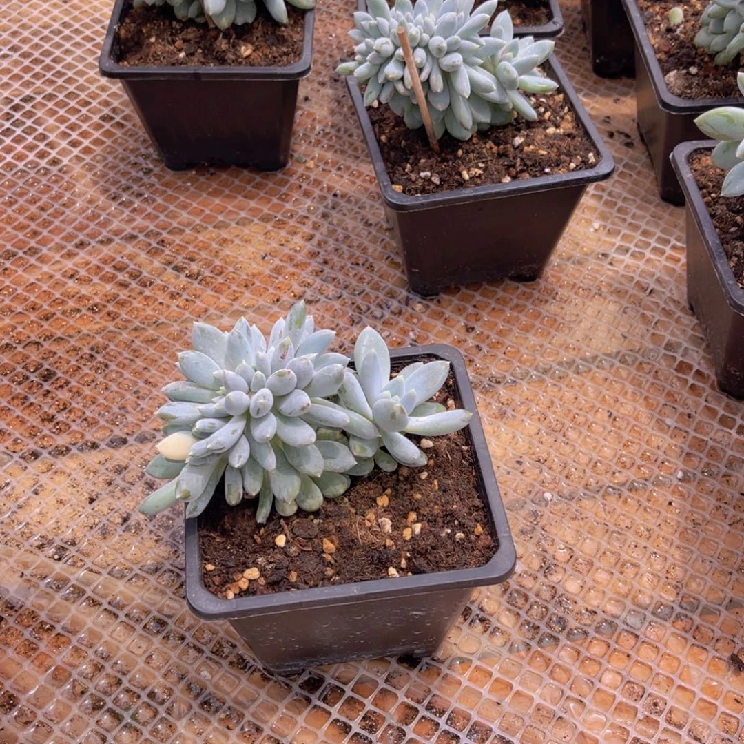 *****多肉哥特胖体锦慕姐不带盆