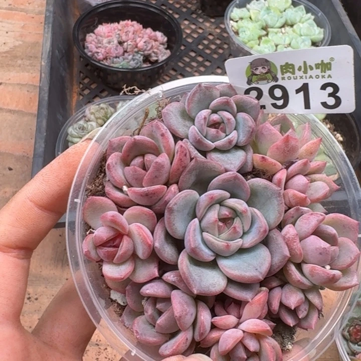 多肉植物多肉植物