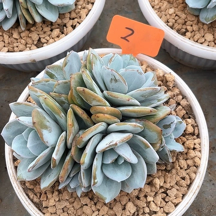多头奶茶2号码牌子的