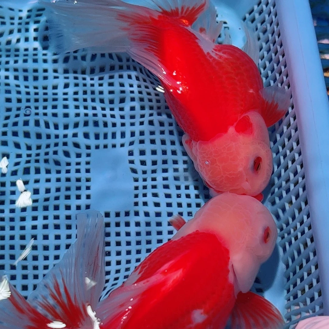 狮头鱼直播间一物一拍打氧气49