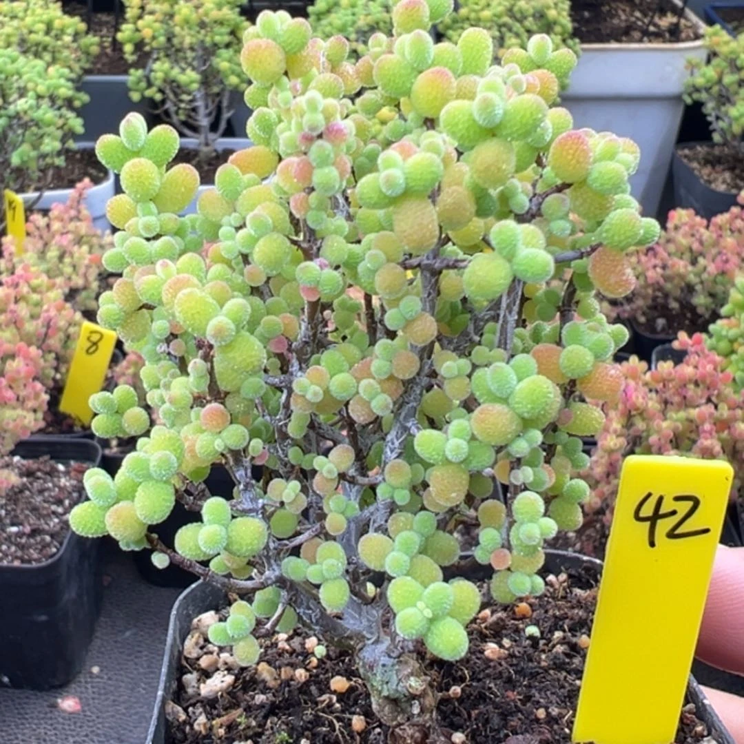 金桔糖球42号6.5cm盆