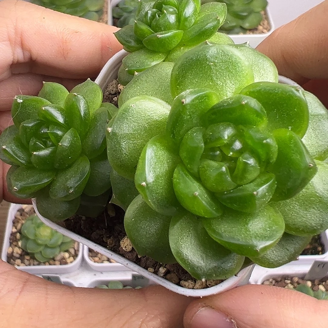 灯泡珍妮 福利三头。