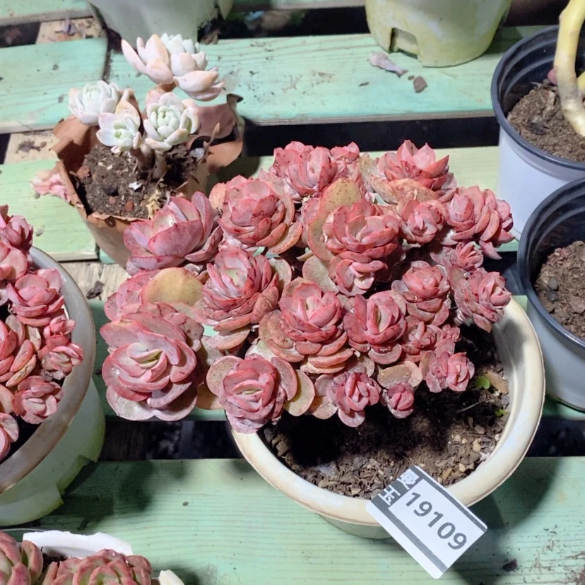 【闪购商品】像****在秀妍19109