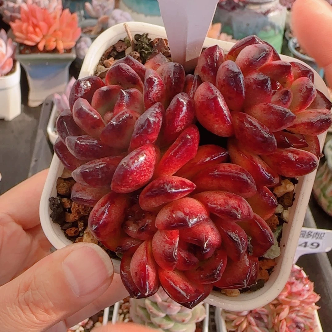 多肉植物3350………….！nnn